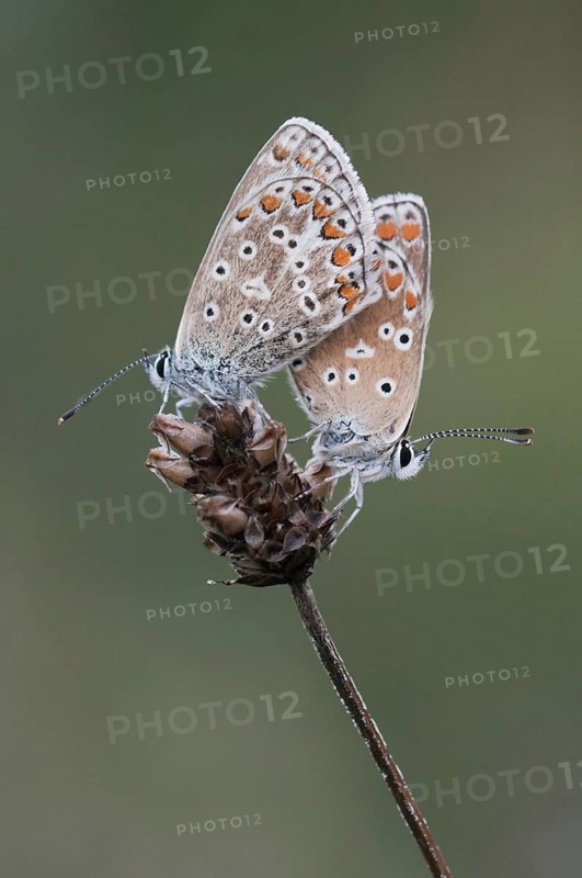 Chalkhill Blue