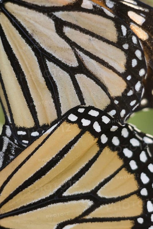 Monarch Butterfly