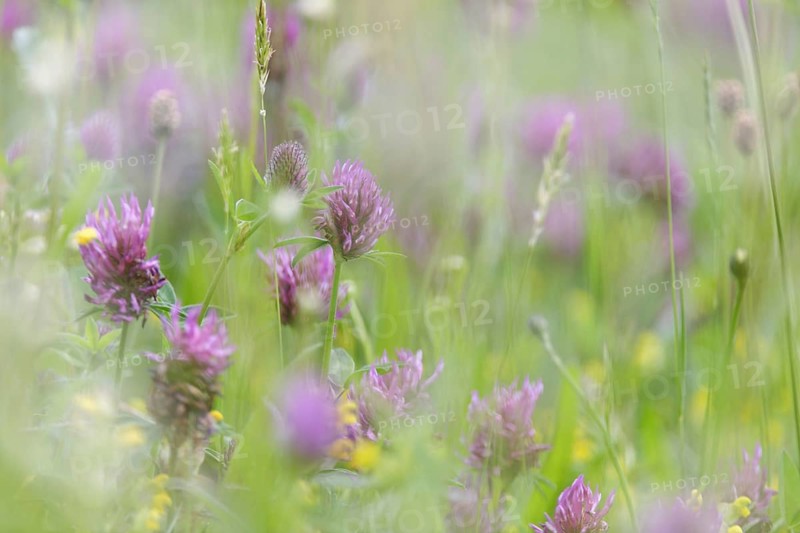 Red Clover