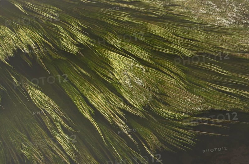 River Water-crowfoot