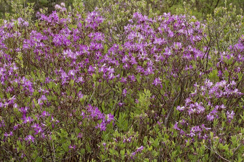 Rhodora