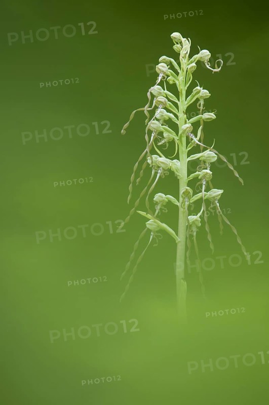 Lizard Orchid