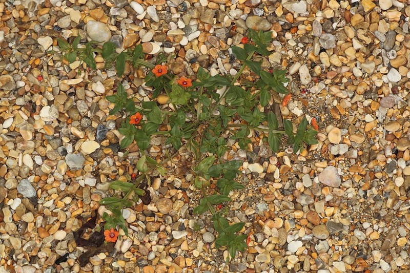 Scarlet Pimpernel