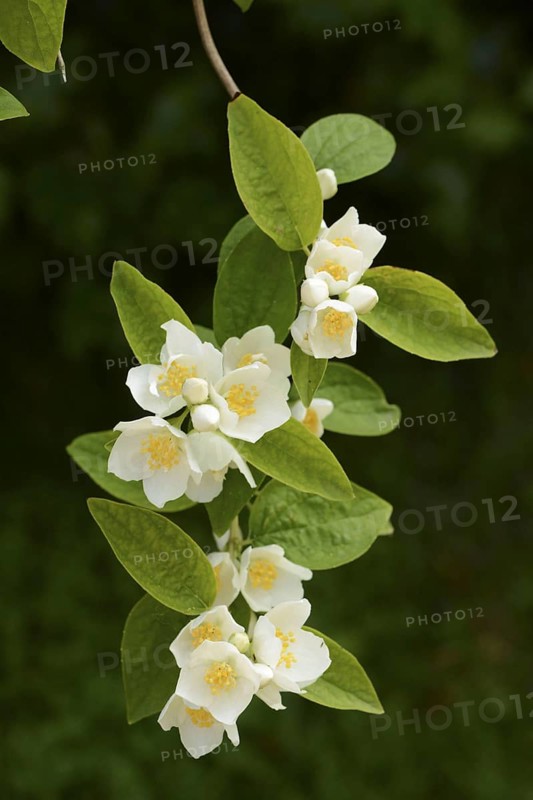 Mock-orange