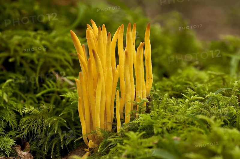 Golden Spindles