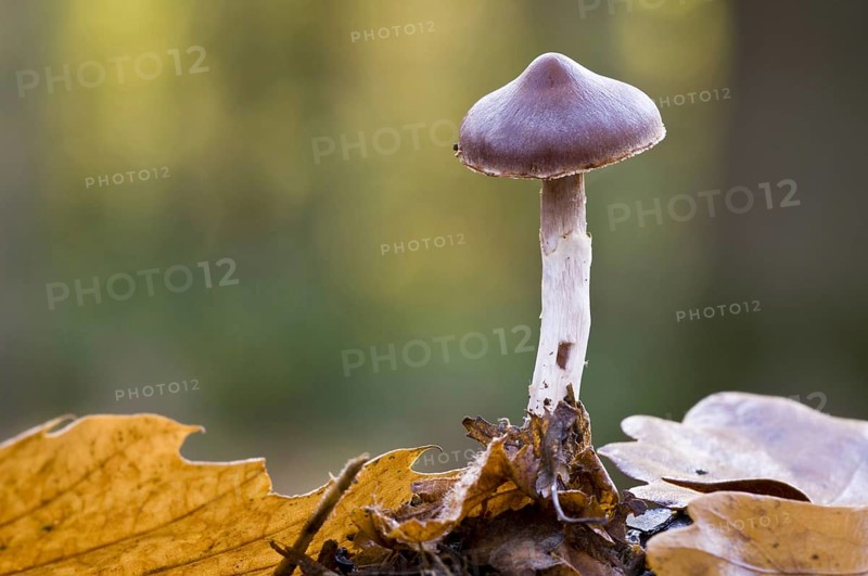 Slender Webcap