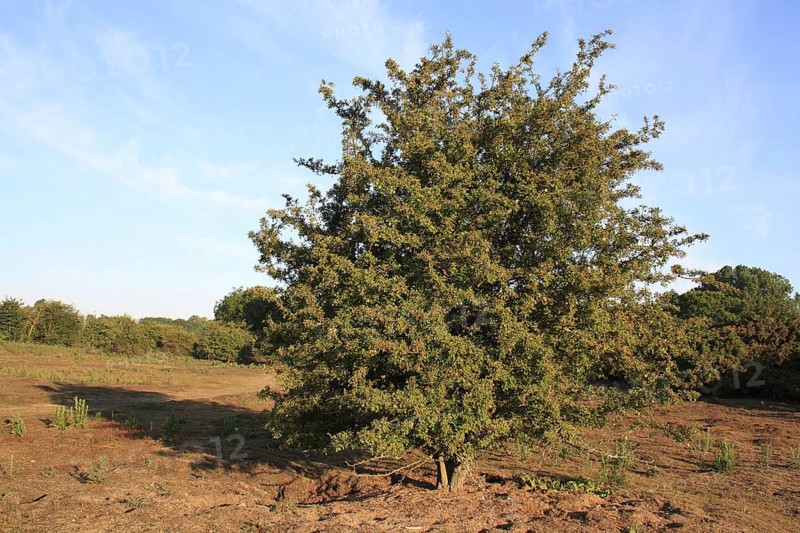 Common Hawthorn