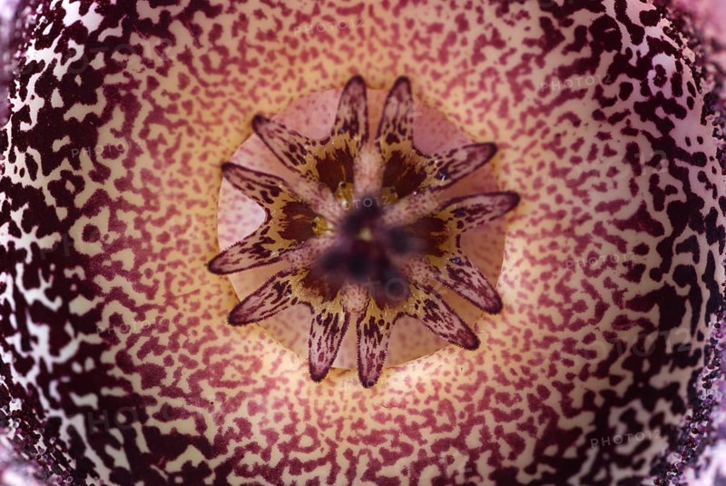 Carrion flower