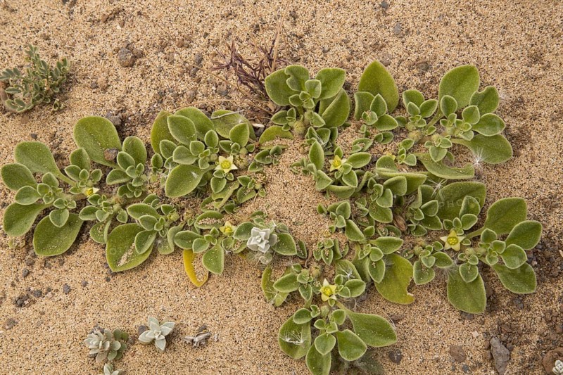 Canarian Iceplant
