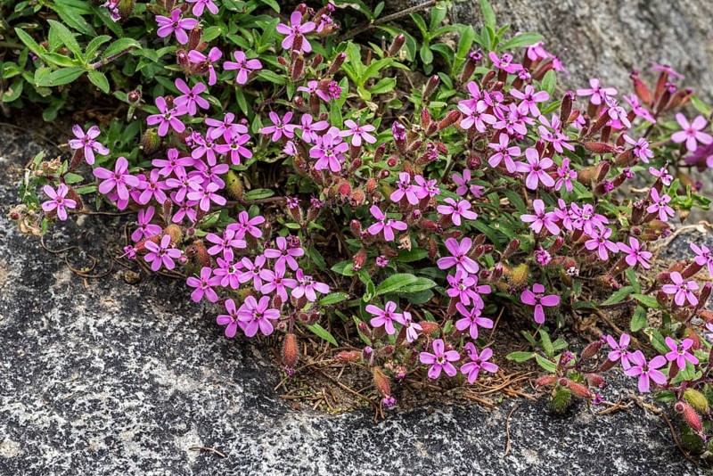 Soapwort pink