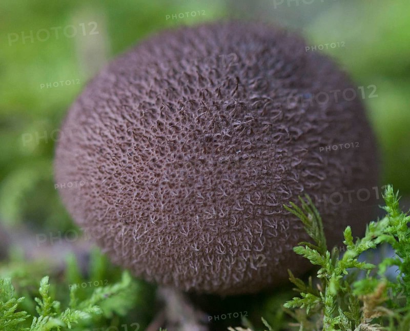 Brown Staeubling