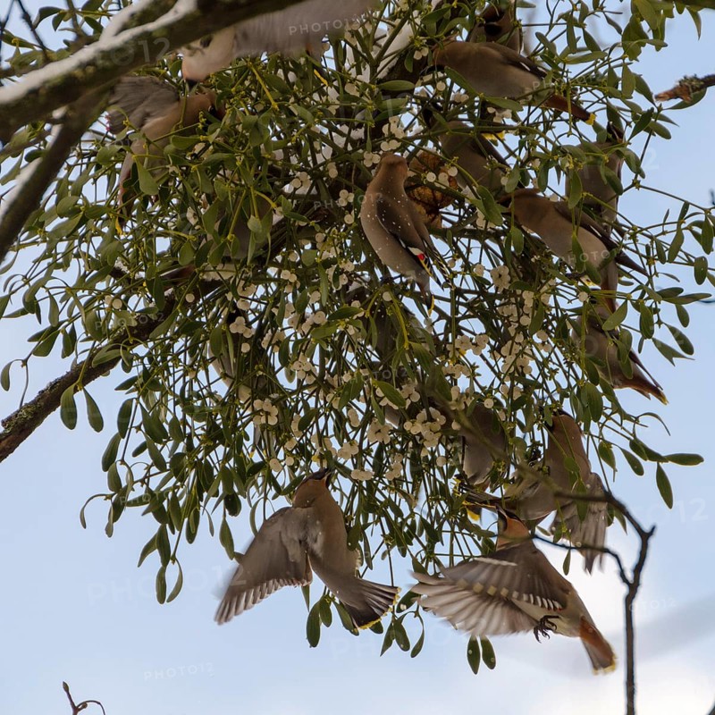 Silktails