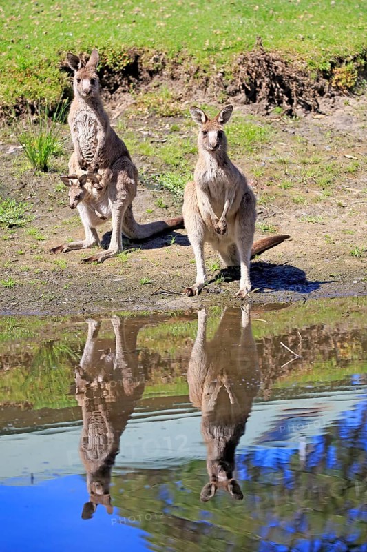 Eastern grey kangaroo