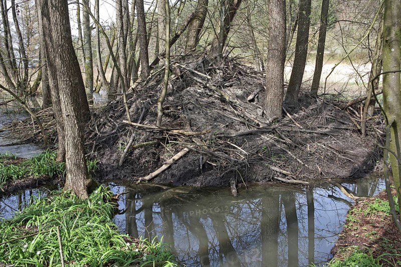Beaver Castle