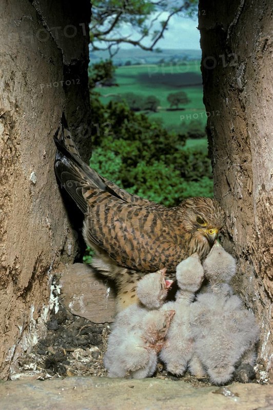 Kestrel