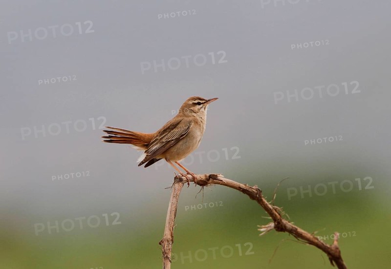 Rufous bush Robin