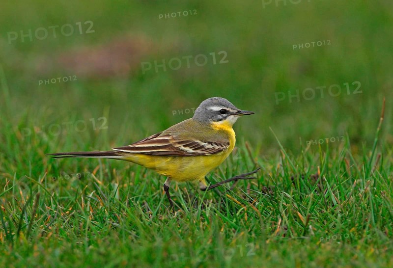 Blue-headed Wagtail