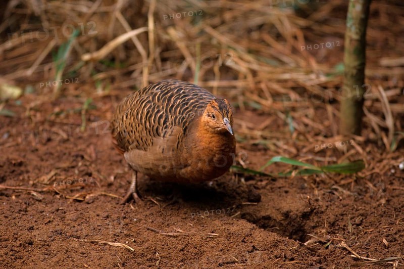 Pampa chicken