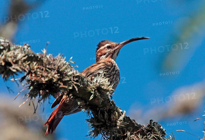 Scimitar-billed Woodcreeper