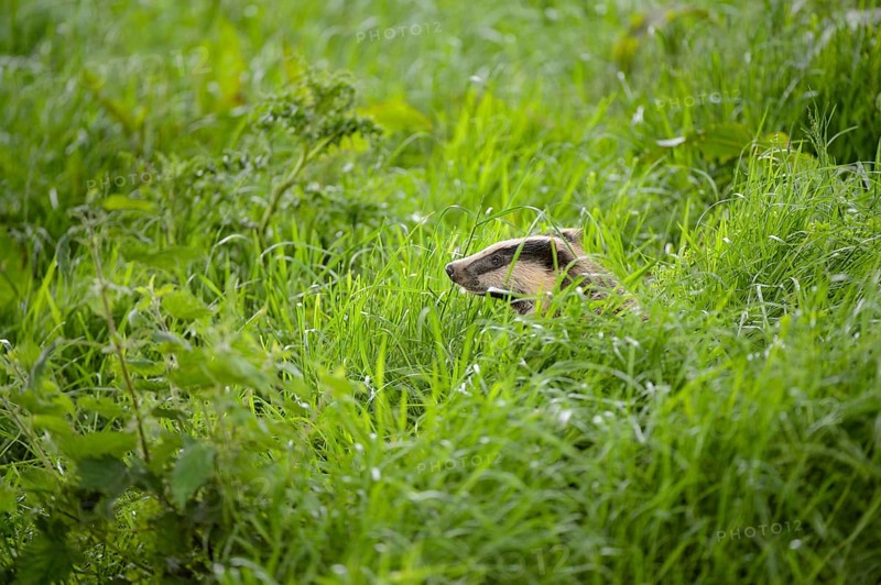Eurasian Badger