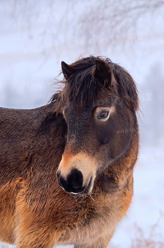 Exmoor pony