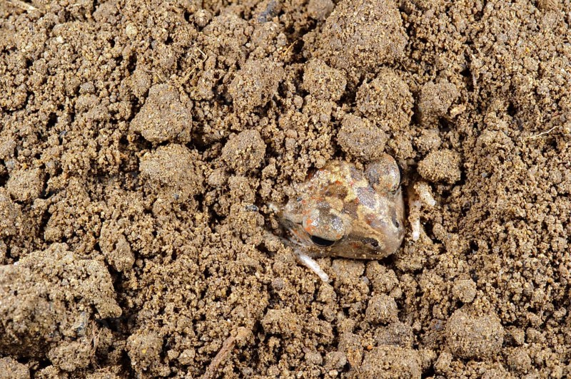 Italian spadefoot