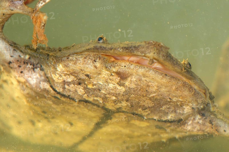 Large Honeycomb Toad