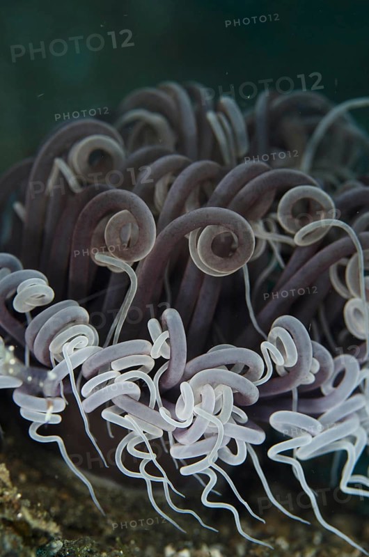 Cerianthid