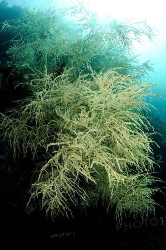 Black Coral