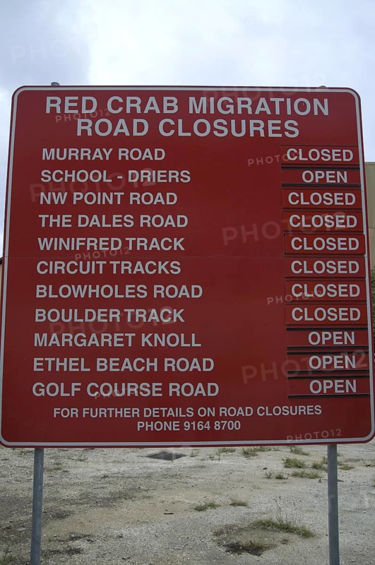 Christmas island red crab