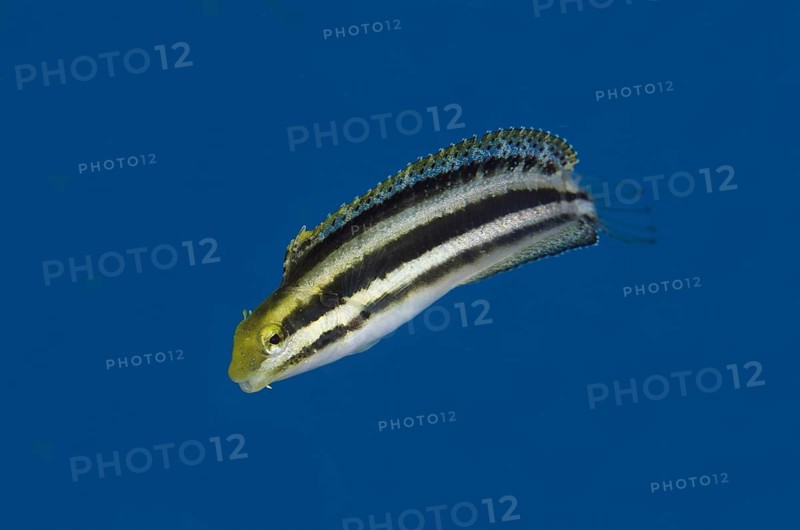 Shorthead Sabretooth Blenny