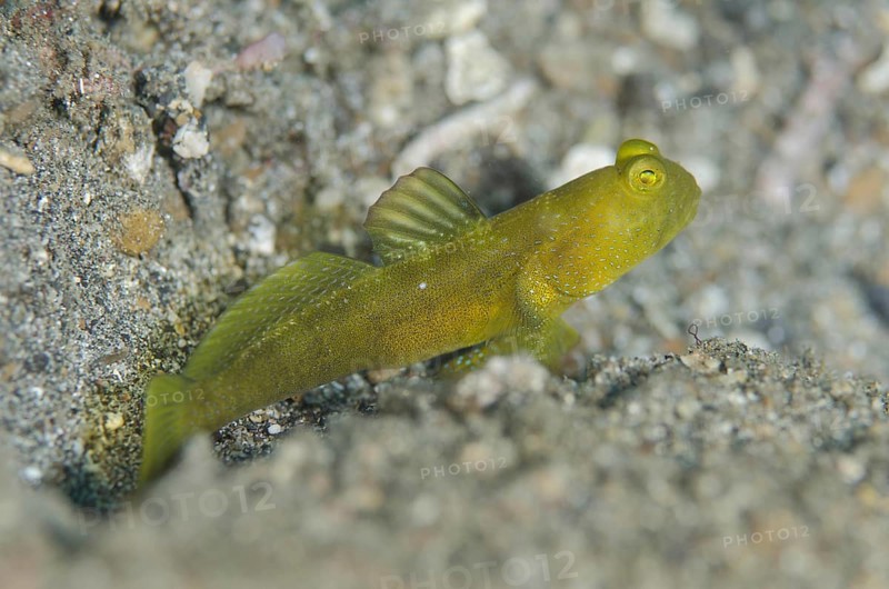 Yellow Lemon Watchman Goby