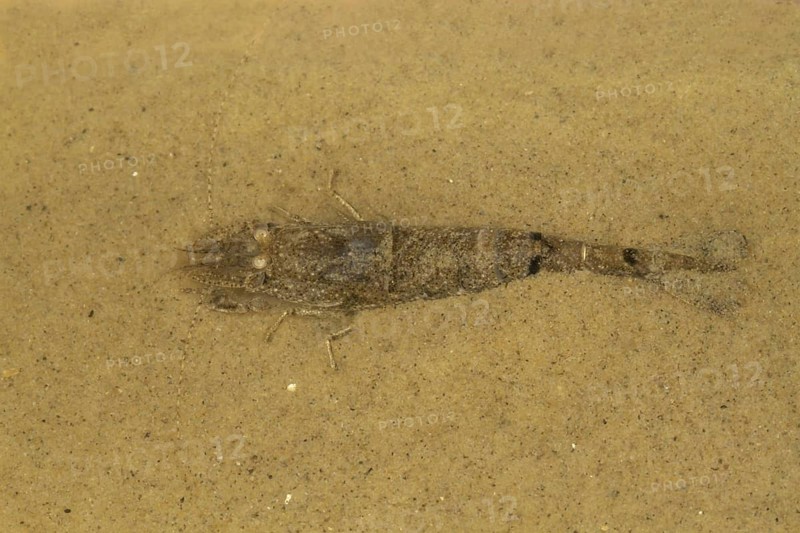 Crangon vulgaris