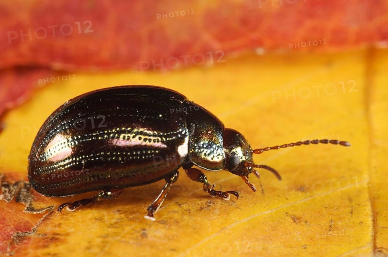 Rosemary Beetle