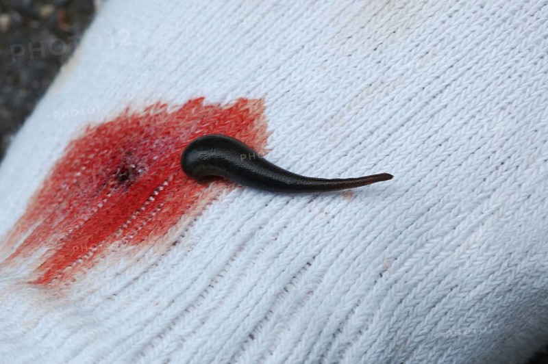 Brown Leech