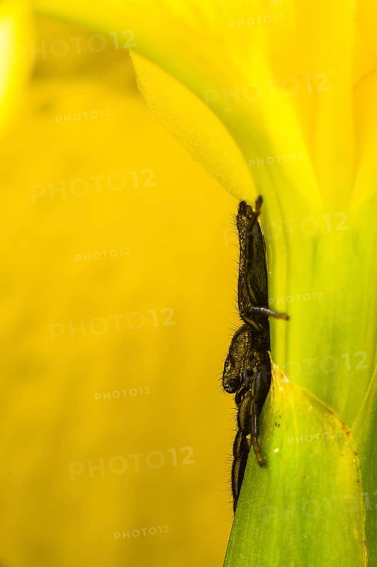 Jumping Spider