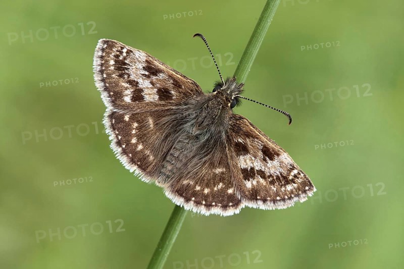 Dingy Skipper