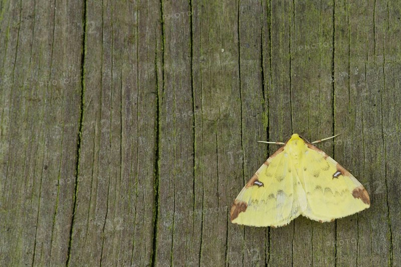 Brimstone Moth