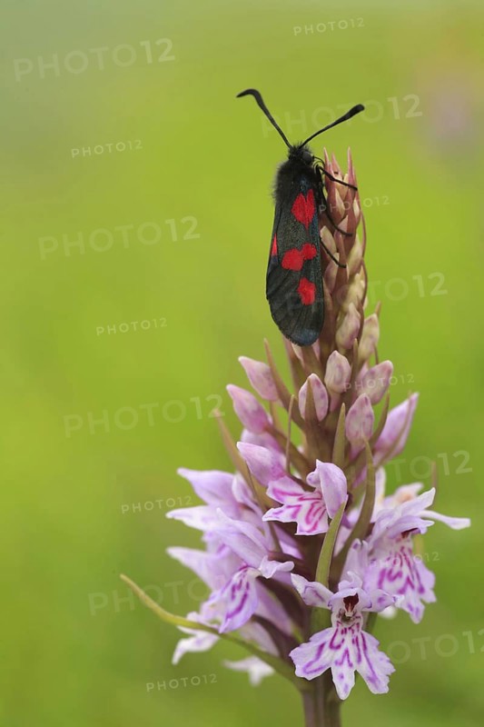 Narrow-bordered five-spotted narrow-bordered five-spot burnet