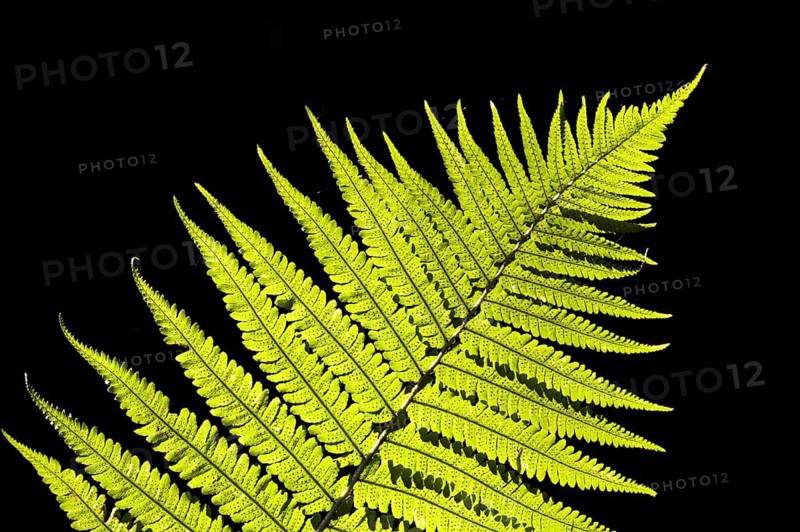 Male Fern