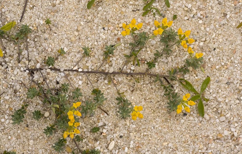 Flowering Southern crete horn clover