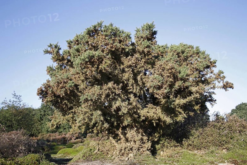 Common Gorse