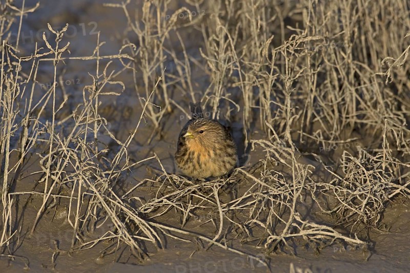 Twite