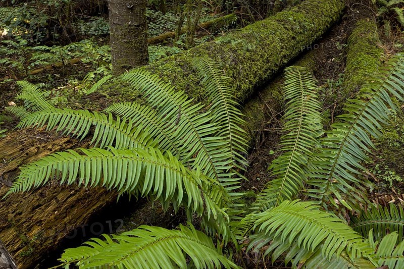 Western Sword Fern