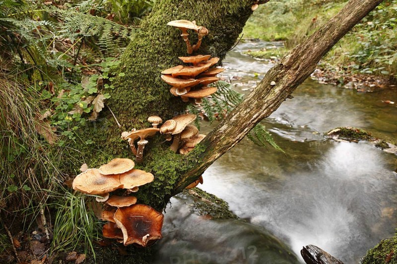 Honey honey fungus