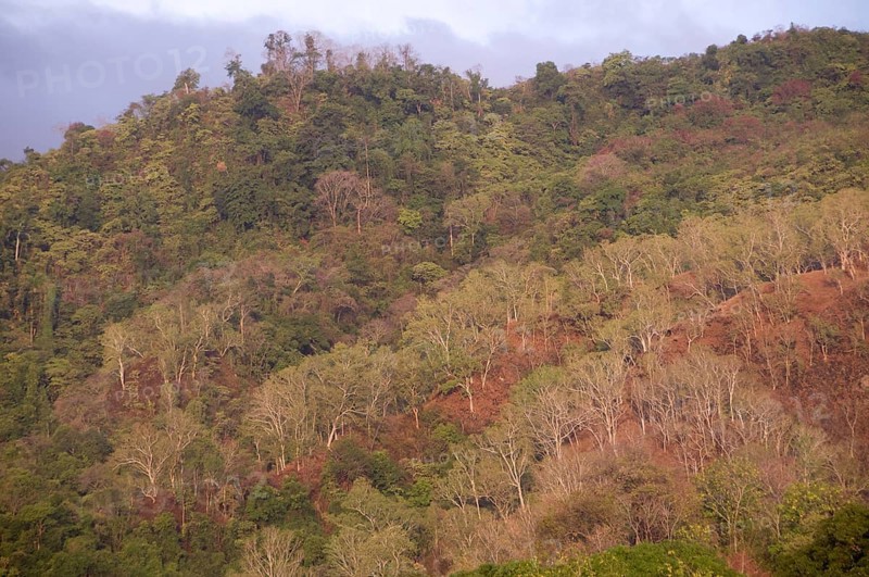Eucalyptus