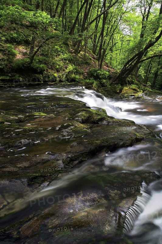 River flowing through a tree-lined gorge