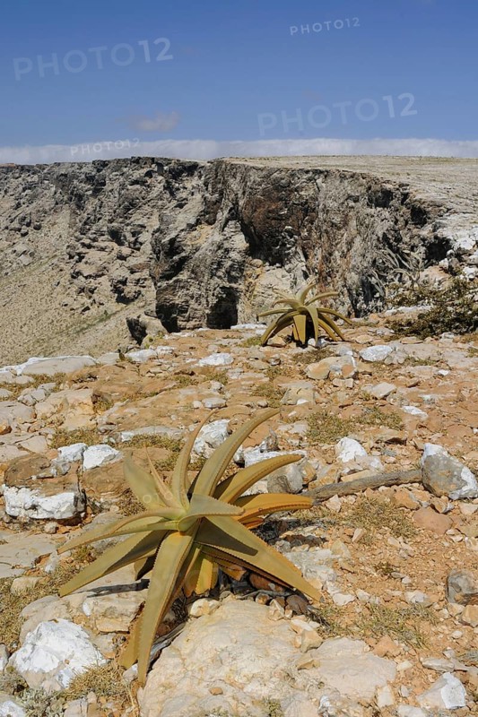 View of aloes in southern rock habitat