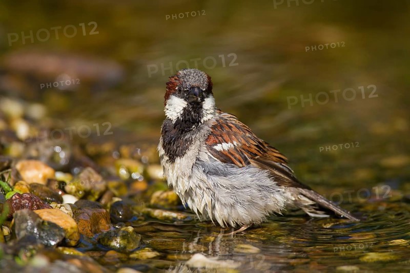 House sparrow
