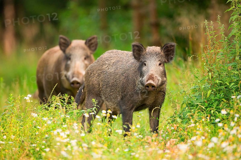 Wild boars